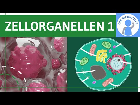 Zellorganellen & ihre Funktionen 1 - Zellkern, Ribosomen, Endoplasmatisches Retikulum ER - Zellbio