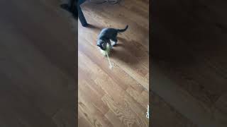 猫じゃらし