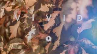 Boston Bun - Levitate