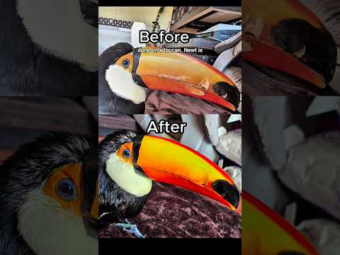 insane & relaxing toucan beak restoration rehab #animals #shorts #birds #asmr #restoration #rescue
