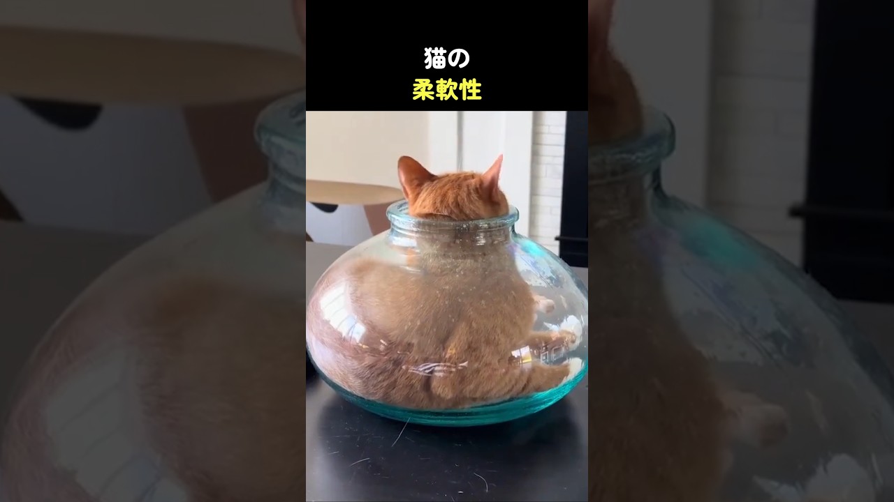 猫の柔軟性