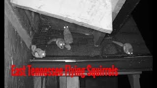 Removing a Flying Squirrel "Flock" from a Cabin in East Tennessee