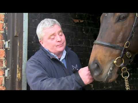 The TBA Flat Stallion Parade: Ubettabelieveit