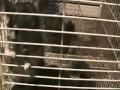 Chinchilla Mating Call