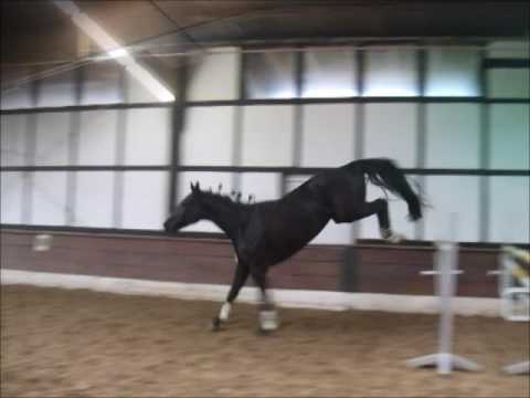 DRAGO 4j. v. Dauphin - Warkant  (Freispringen)  VB 7000,- Euro