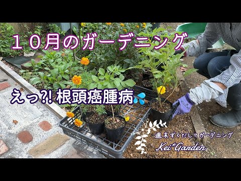 房状のバラ、多輪のバラ 植物