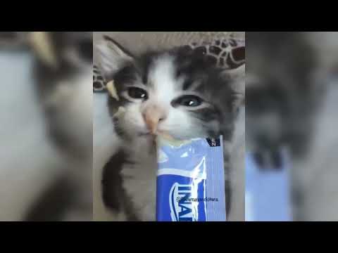Des vidéos de chats drôles et surprenantes pour tous