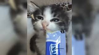 Miniature vidéo