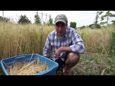 download lagu mp3 mp4 Growing 2 Row Barley, download lagu Growing 2 Row Barley gratis, unduh video klip Growing 2 Row Barley