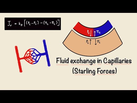 Fluid Exchange in Capillaries | Starling Forces | Capillary Filtration | General Physiology