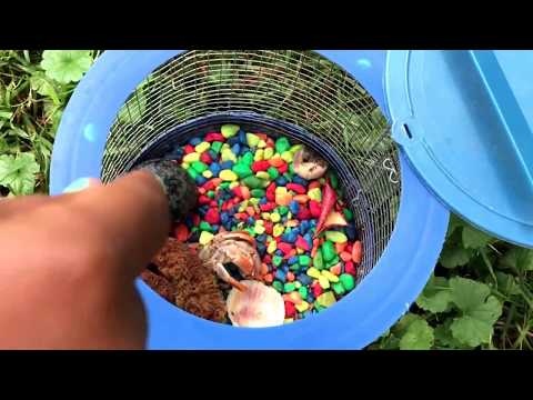 Rip my hermit crab (Funeral)