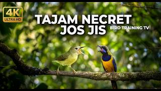 Download lagu 🔴 Live Masteran Full Tembakan Kasar Tajam Kolibri Manggar Betina Gacor vs Cucak Cungkok Gacor mp3 Download lagu 🔴 Live Masteran Full Tembakan Kasar Tajam Kolibri Manggar Betina Gacor vs Cucak Cungkok Gacor mp3