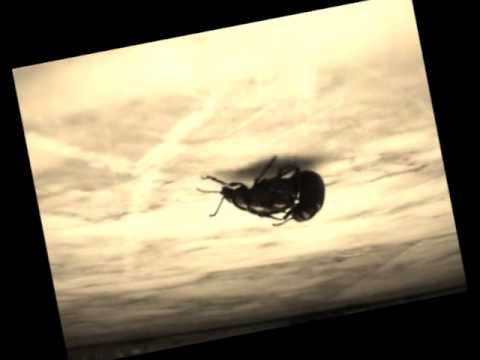 Timarcha tenebricosa in amore.