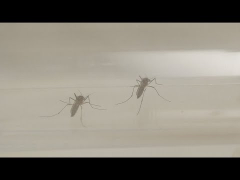 Invasive Species in WNY | wgrz.com