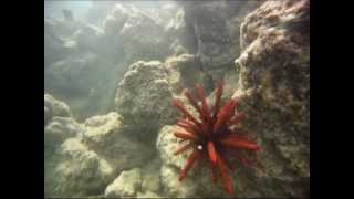 preview picture of video 'La Perouse Bay, Maui, Hawaii'