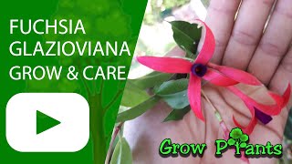 Fuchsia glazioviana – grow & care (Fuchsia plant)