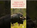எருமை மாடு கனவில் வந்தால் என்ன பலன் க�