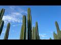 San Pedro Cactus Variety Spotlight: cv. 'Single Spine' (SS02 x Oscar)