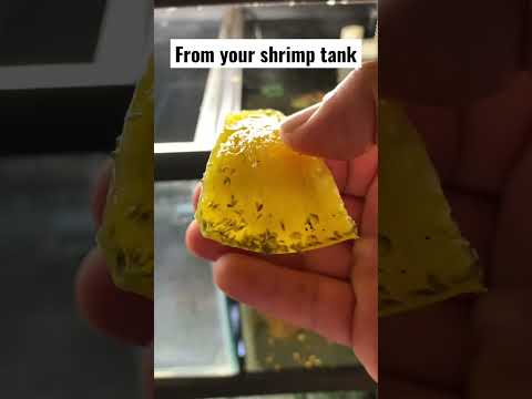 How to catch scuds shrimp tank #youtube #shorts #foryou #animals #video #aquarium #fish #music