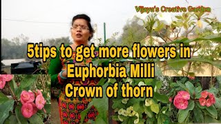 Tips to get more flowers in Euphorbia Milli/why Crown of Thorn not flowering winter plant/Hindi