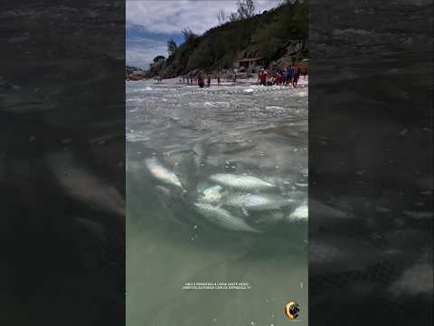 UNBELIEVABLE HARVEST Fartura de Bonito na Praia Grande em Arraial do Cabo RJ Brasil. 🇧🇷 #shorts​