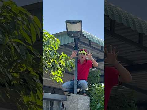 Dám Troll Tóc Đỏ hả? Lân hay Sư Tử ? #chiuctoy