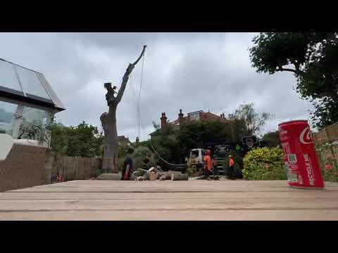 Tree Felling in Putney
