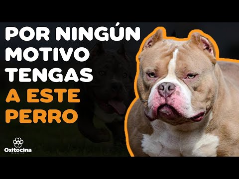 AMERICAN BULLY: 7 RAZONES PARA NO TENERLO