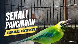 Download lagu CUCAK RANTING GACORAN!? MASTERAN CUCAK RANTE TROTOLAN JANTAN AMPUH mp3 Download lagu CUCAK RANTING GACORAN!? MASTERAN CUCAK RANTE TROTOLAN JANTAN AMPUH mp3