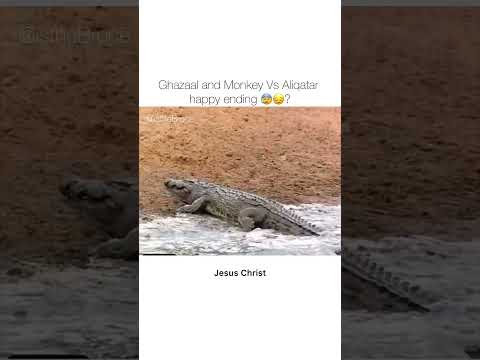 Monkey and Gazelle escape alligator. Wild life Arabic Nationic geografuc