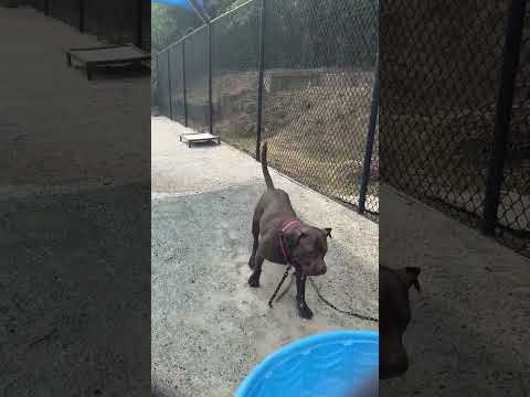 Spade video
