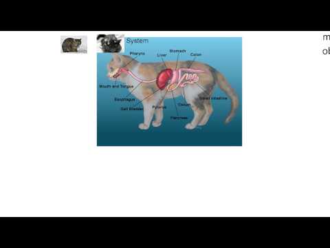 Digestion1-Comparative anatomy among dog, cat, and horse digestive tracts.
