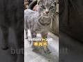 Why Do Cats Show Their Butt Cat Cuteanimals