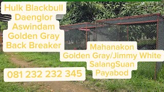 Download lagu REVIEW OF PACEKAN SANGOFARM SERPONG mp3 Download lagu REVIEW OF PACEKAN SANGOFARM SERPONG mp3