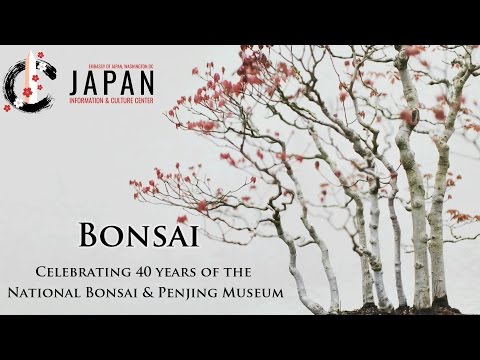 Bonsai: Celebrating the 40th Anniversary of the National Bonsai & Penjing Museum