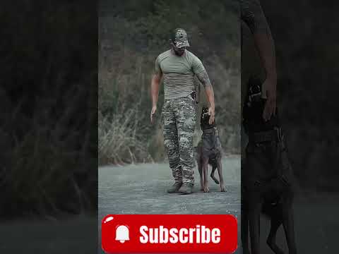 Pastor Belga Malinois #shorts #pastorbelgamalinois #malinois