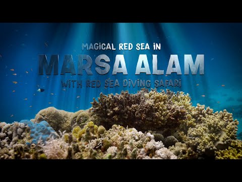 Magical Red Sea in Marsa Alam 