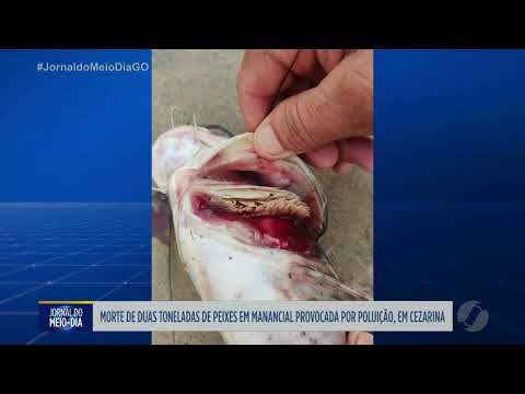 Morte de peixes em manancial provocada por poluição em Cezarina