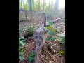Adorable Gray Tabby Has The Softest Cutest Meow Shorts