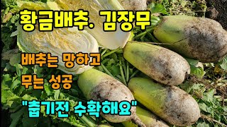 김장배추 김장무 배추는 망하고 무는 성공 더 춥기전 수확해요 #배추키우기 #무키우기