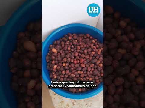 De semilla de mamoncillo a 12 variedades de pan en Palermo