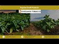 Filter Khaini Manufacturer Dholakia Tobacco Pvt Ltd