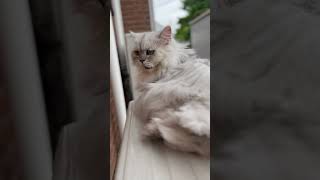 涼しい時間のニャルソック。水分補給してね♪ #かわいい猫 #cat #モジャ #にゃんグラム #ねこ動画 #ニャルソック #水分補給 #cutecat #にゃんこ #ねこ好き #ねこさん #ねこ