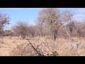 Leopard S Rock Kingdom