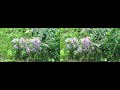 Bees Collecting Pollen From Flowers