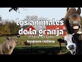 Farm Animals Educational Videos Montessori Momers
