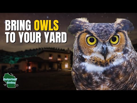 5 Tips for Attracting Owls to Your Backyard