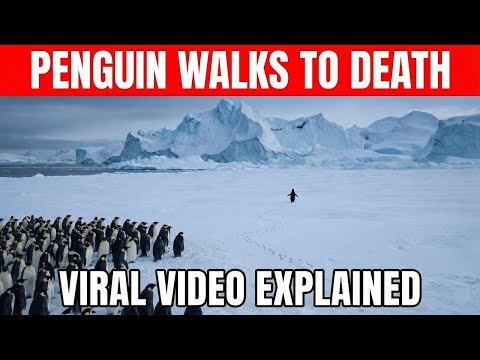 Questo video virale del pinguino ha un significato completamente diverso