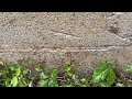Hefty Ant Colony in a Crack in Home in Woodbridge, NJ
