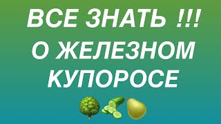 Как опрыскивать деревья весной железным купоросом